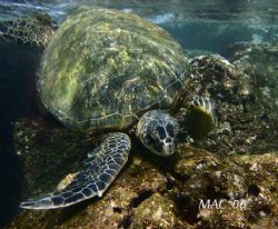 In the Shallows. This turtle and I were both being surged... by Mathew Cook 